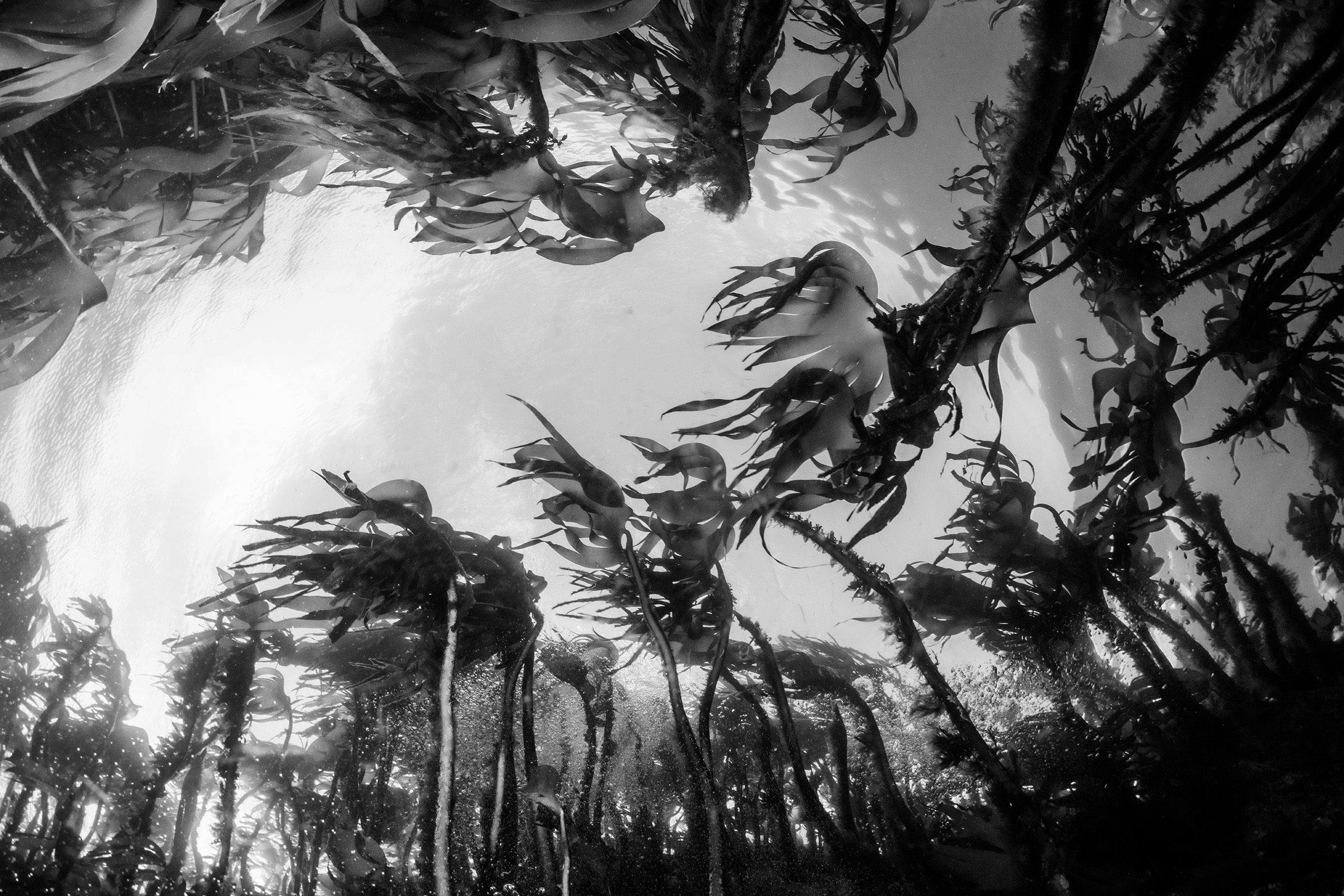 Har du lyst til å bli med på en undervannsfotohelg sammen med andre dedikerte undervannsfotografer?