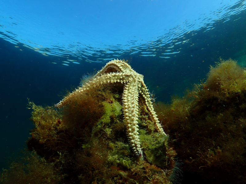 Ta marinbiologikurset nå!