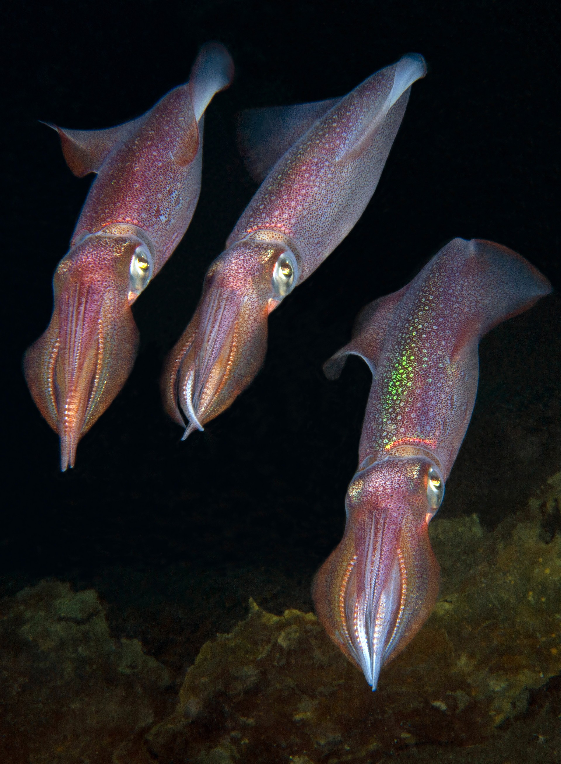 thumbnail_2 _D704507, Three Loligo forbesi swimming in formation.jpg