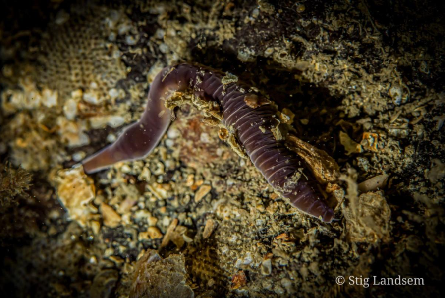 Workshop i marinbiologi og UV-Foto