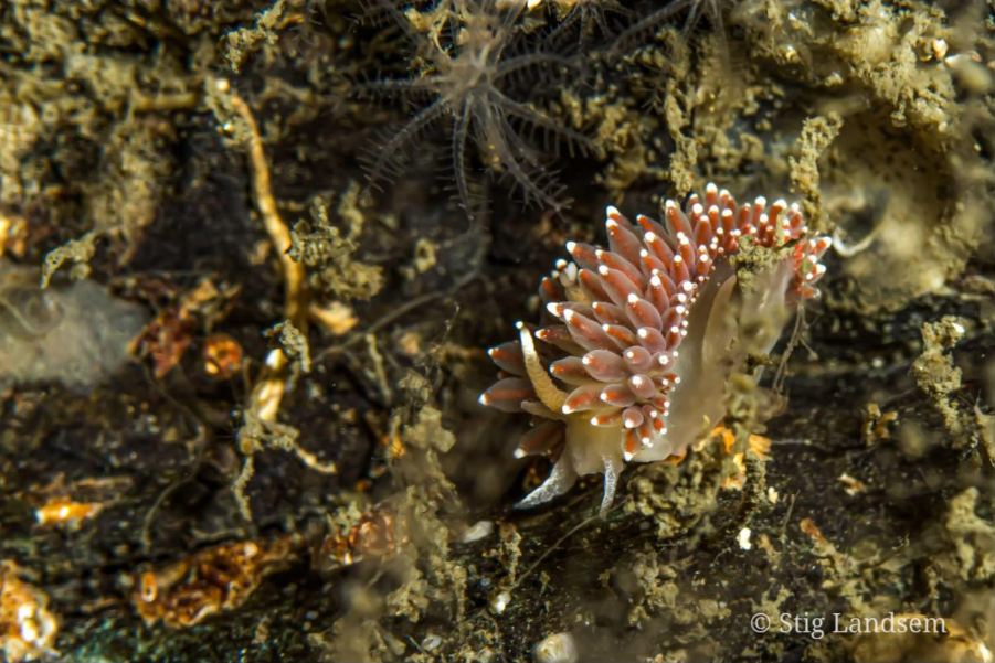 Nakensnegle steinkjer 3.png