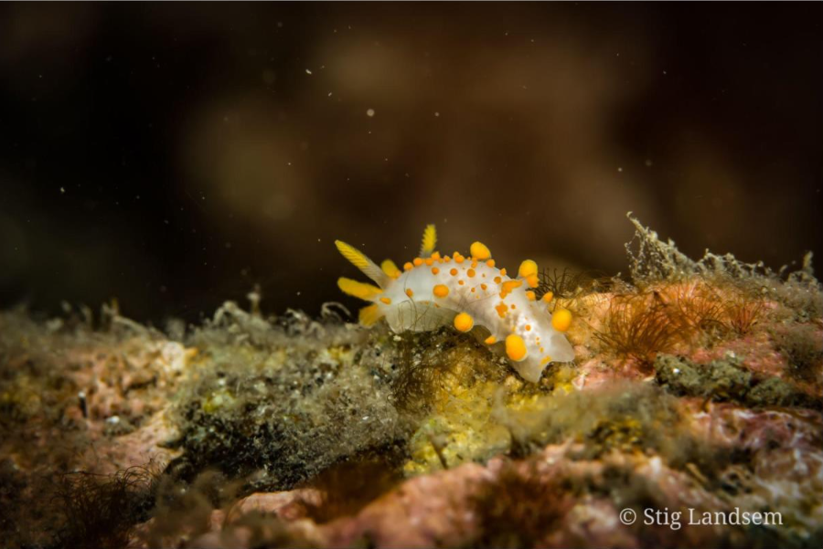 Invitasjon til workshop i marinbiologi og UV-Foto